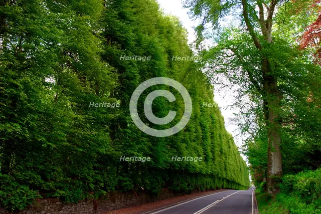 Meikleour Beech Hedge, Perthshire, Scotland. Creator: Peter Thompson.