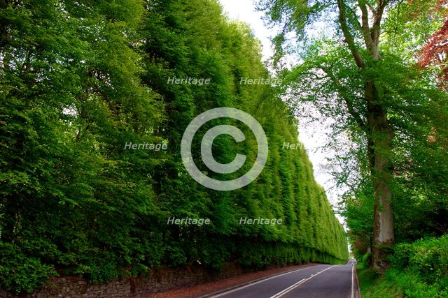Meikleour Beech Hedge, Perthshire, Scotland. Creator: Peter Thompson.