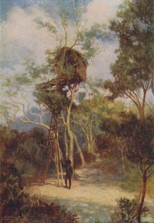 Melanesian Tree-House 1924