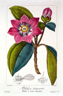 Melier, pub. 1836. Creator: Panacre Bessa (1772-1846)