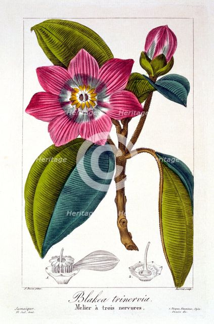 Melier, pub. 1836. Creator: Panacre Bessa (1772-1846).