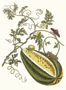 Melon d'Eau. From the Book Metamorphosis insectorum Surinamensium, 1705. Creator: Merian, Maria Sibylla (1647-1717)