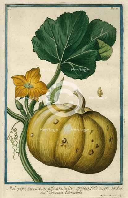 Melopepo (Summer Squash), from Giorgio Bonelli's Hortus Romanus, vol. I (1772). Creator: Maddalena Bouchard.