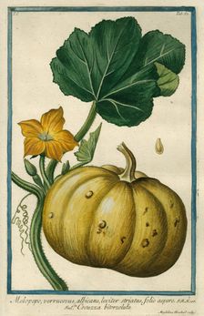 Melopepo (Summer Squash), from Giorgio Bonelli's Hortus Romanus, vol. I (1772). Creator: Maddalena Bouchard