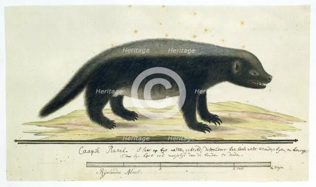 Mellivora capensis (Honey-badger), 1773-1780. Creator: Robert Jacob Gordon.