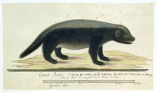 Mellivora capensis (Honey-badger), 1773-1780. Creator: Robert Jacob Gordon