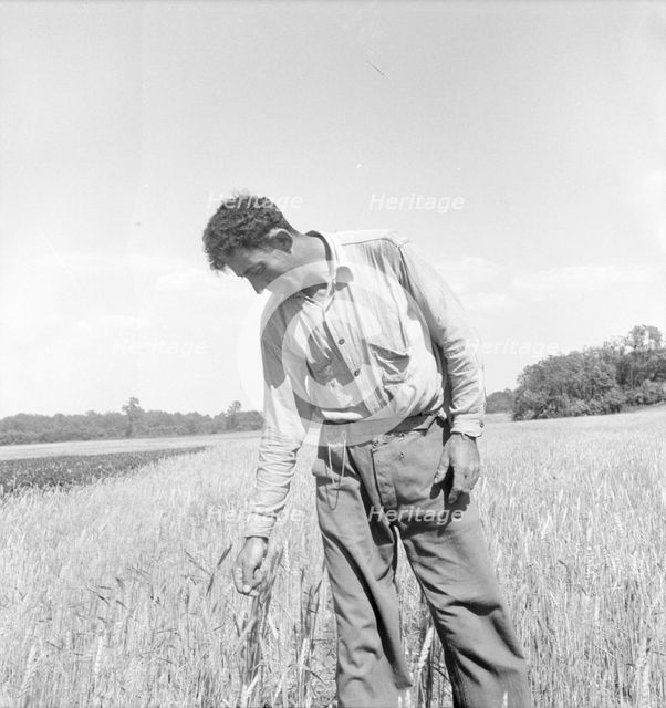 Member of the farming group on the project - Polish-Jewish born, Hightstown, New Jersey, 1936. Creator: Dorothea Lange.