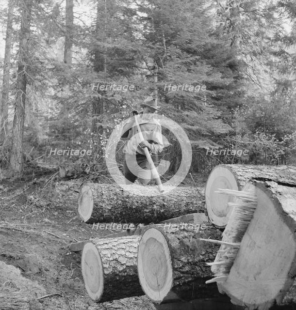 Member of the Ola self-help sawmill co-op working in the woods..., Gem County, Idaho, 1939. Creator: Dorothea Lange.