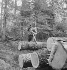 Member of the Ola self-help sawmill co-op working in the woods..., Gem County, Idaho, 1939. Creator: Dorothea Lange