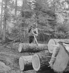 Member of the Ola self-help sawmill co-op working in the woods..., Gem County, Idaho, 1939. Creator: Dorothea Lange