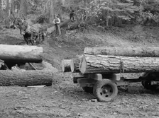 Members of Ola self-help sawmill co-op snaking a fir log down to the truck, Gem County, Idaho, 1939. Creator: Dorothea Lange