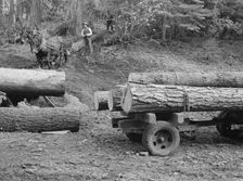 Members of Ola self-help sawmill co-op snaking a fir log down to the truck, Gem County, Idaho, 1939. Creator: Dorothea Lange