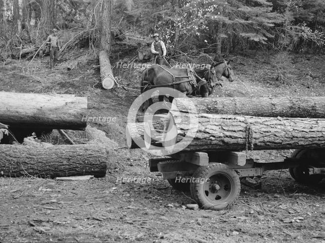 Members of Ola self-help sawmill co-op snaking a fir log down..., Gem County, Idaho, 1939. Creator: Dorothea Lange.