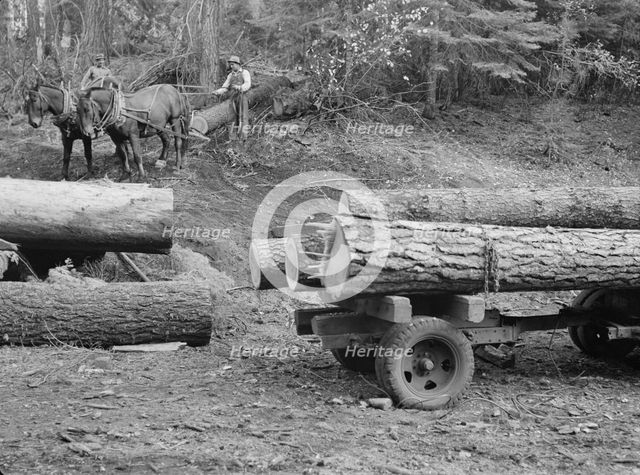 Members of Ola self-help sawmill co-op snaking a fir log down..., Gem County, Idaho, 1939. Creator: Dorothea Lange.