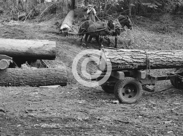 Members of Ola self-help sawmill co-op snaking a fir log down..., Gem County, Idaho, 1939. Creator: Dorothea Lange.