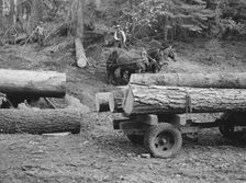 Members of Ola self-help sawmill co-op snaking a fir log down..., Gem County, Idaho, 1939. Creator: Dorothea Lange