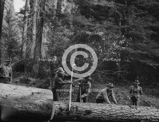 Members of Ola self-help sawmill co-op rolling white fir log..., Gem County, Idaho, 1939. Creator: Dorothea Lange.