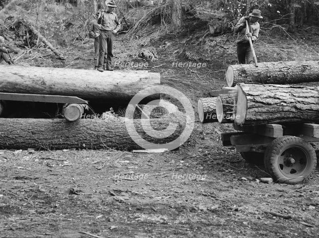 Members of Ola self-help sawmill co-op rolling white fir log..., Gem County, Idaho, 1939. Creator: Dorothea Lange.