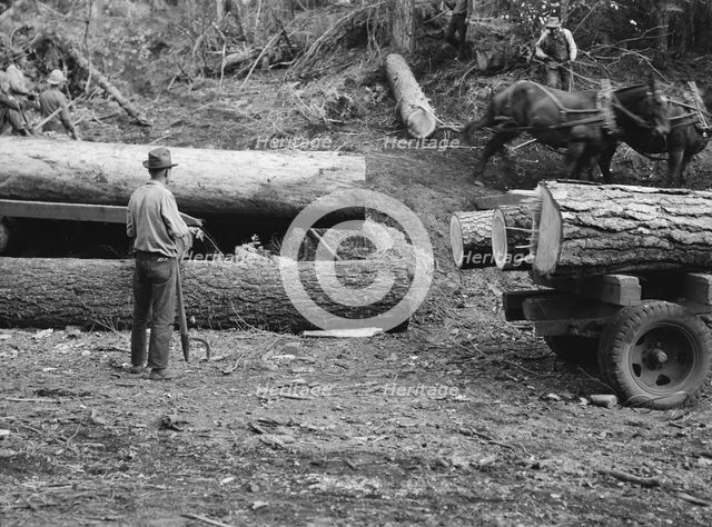 Members of Ola self-help sawmill co-op rolling white fir log..., Gem County, Idaho, 1939. Creator: Dorothea Lange.