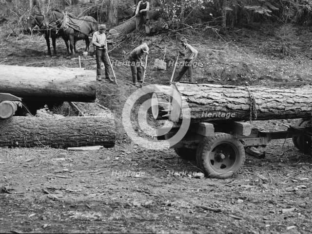 Members of Ola self-help sawmill co-op rolling white fir log..., Gem County, Idaho, 1939. Creator: Dorothea Lange.