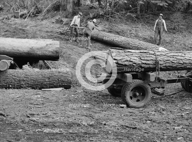 Members of Ola self-help sawmill co-op rolling white fir log..., Gem County, Idaho, 1939. Creator: Dorothea Lange.