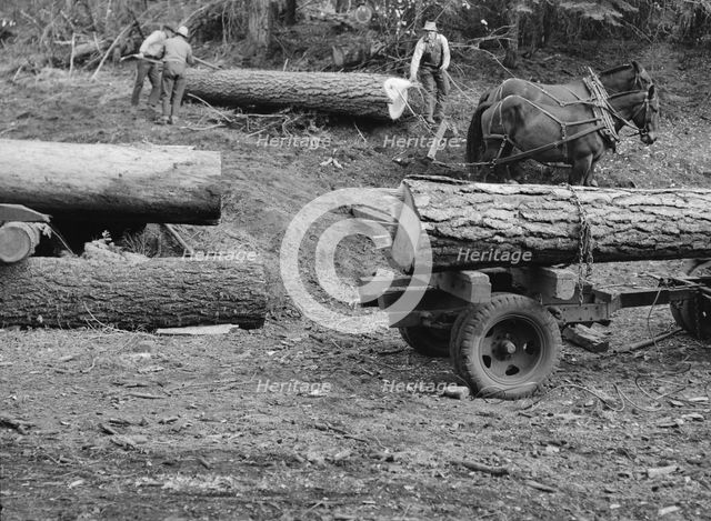 Members of Ola self-help sawmill co-op rolling white fir log..., Gem County, Idaho, 1939. Creator: Dorothea Lange.