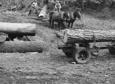 Members of Ola self-help sawmill co-op rolling white fir log..., Gem County, Idaho, 1939. Creator: Dorothea Lange