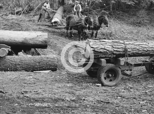 Members of Ola self-help sawmill co-op rolling white fir log..., Gem County, Idaho, 1939. Creator: Dorothea Lange.