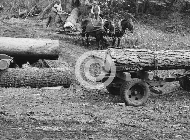 Members of Ola self-help sawmill co-op rolling white fir log..., Gem County, Idaho, 1939. Creator: Dorothea Lange.