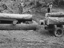 Members of Ola self-help sawmill co-op rolling white fir log..., Gem County, Idaho, 1939. Creator: Dorothea Lange