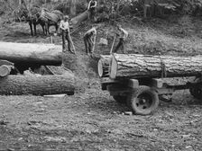 Members of Ola self-help sawmill co-op rolling white fir log..., Gem County, Idaho, 1939. Creator: Dorothea Lange