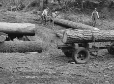 Members of Ola self-help sawmill co-op rolling white fir log..., Gem County, Idaho, 1939. Creator: Dorothea Lange
