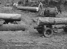 Members of Ola self-help sawmill co-op rolling white fir log..., Gem County, Idaho, 1939. Creator: Dorothea Lange
