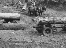 Members of Ola self-help sawmill co-op rolling white fir log..., Gem County, Idaho, 1939. Creator: Dorothea Lange