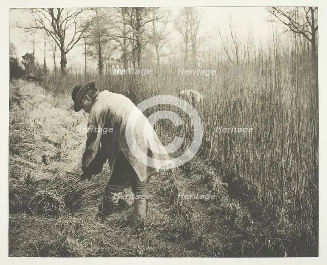 Men cutting rushes, 1892.  Creator: James Leon Williams.