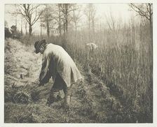 Men cutting rushes, 1892. Creator: James Leon Williams