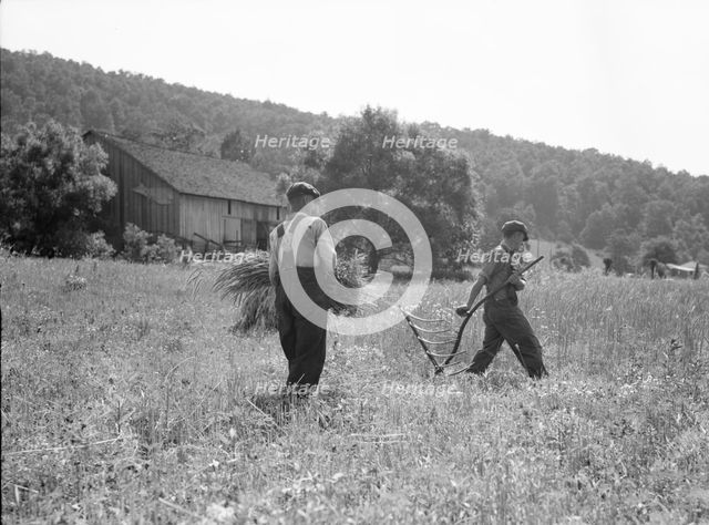 Men cradling wheat in eastern Virginia near Sperryville, 1936. Creator: Dorothea Lange.