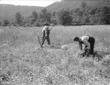 Men cradling wheat in eastern Virginia near Sperryville, 1936. Creator: Dorothea Lange