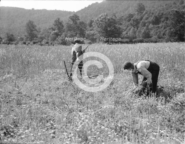Men cradling wheat in eastern Virginia near Sperryville, 1936. Creator: Dorothea Lange.