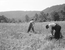 Men cradling wheat in eastern Virginia near Sperryville, 1936. Creator: Dorothea Lange