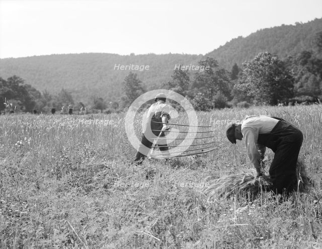 Men cradling wheat in eastern Virginia near Sperryville, 1936. Creator: Dorothea Lange.