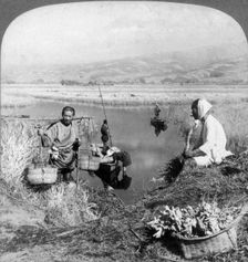 Men gathering rushes near Suzukawa, Fujiyama, Japan, 1904.Artist: Underwood & Underwood