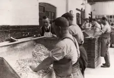 Men hand sugaring fruit pastilles, Rowntree factory, York, Yorkshire, 1920
