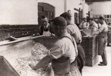 Men hand sugaring fruit pastilles, Rowntree factory, York, Yorkshire, 1920