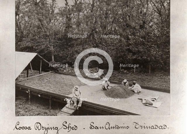 Men spreading out cocoa beans in Cocoa Drying Sheds, Trinidad, San Antonio, 1897. Artist: Unknown