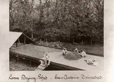 Men spreading out cocoa beans in Cocoa Drying Sheds, Trinidad, San Antonio, 1897