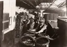 Men unloading baskets of blackcurrants from train, Rowntree factory, York, Yorkshire, 1920