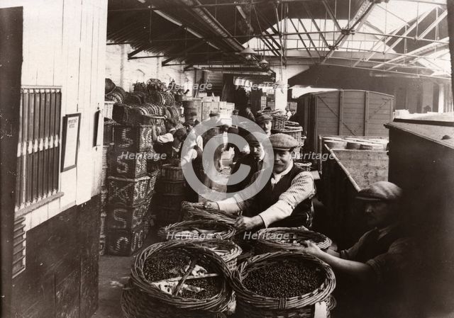 Men unloading baskets of blackcurrants from train, Rowntree factory, York, Yorkshire, 1920. Artist: Unknown