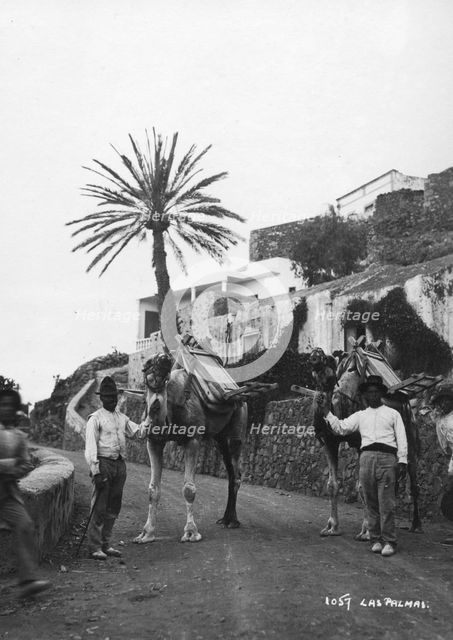 Men with camels, Las Palmas, Gran Canaria, Canary Islands, Spain, c1920s-c1930s(?). Artist: Unknown