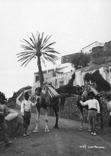 Men with camels, Las Palmas, Gran Canaria, Canary Islands, Spain, c1920s-c1930s(?)